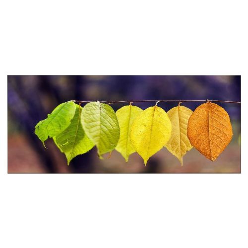 Epikasa Canvas Print Leaves - Multicolor 100x3x70 cm